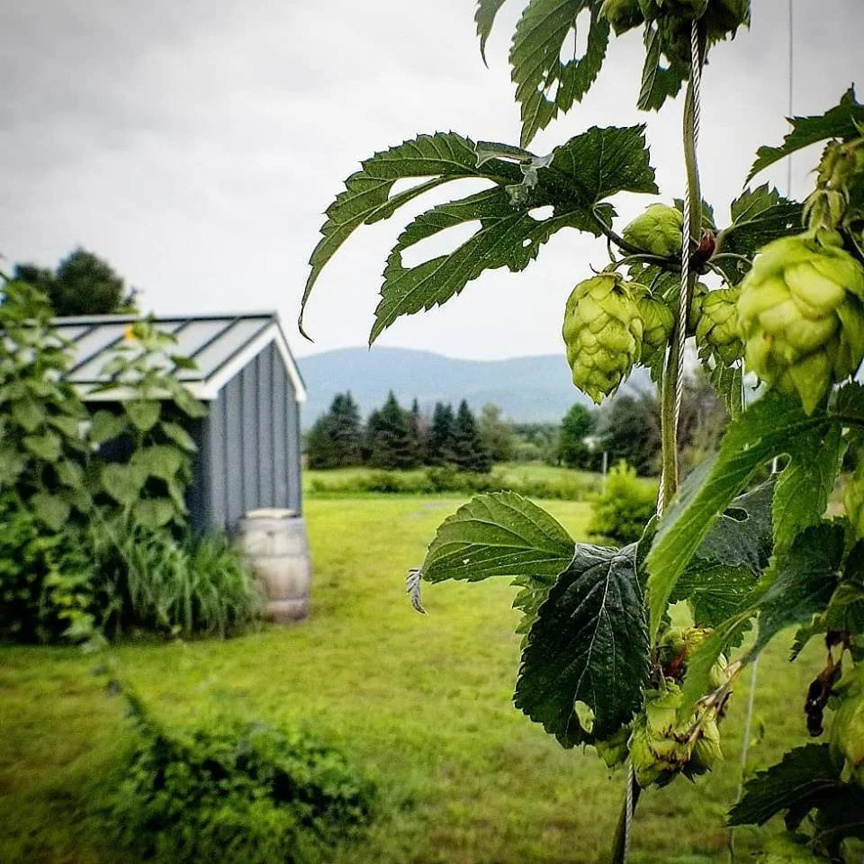 Gardening Lecture Series: History and Growing of Hops with Rik Marley of The Flying Goose