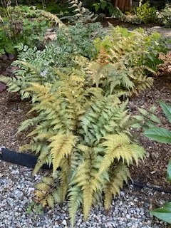 Gardening Lecture Series – Fancy Fronds Founder: Judith Jones