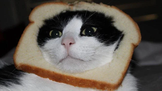 Image source: http://knowyourmeme.com/memes/cat-breading