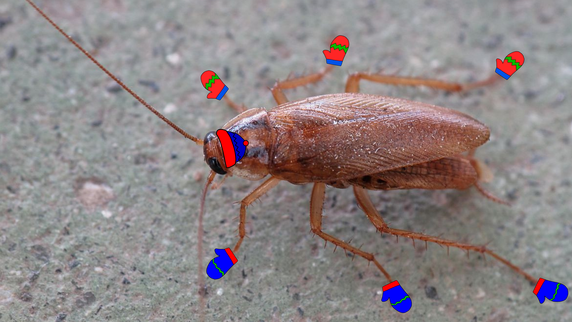Campus Cockroaches Seen Wearing Little Beanie Hats and Mittens — The ...