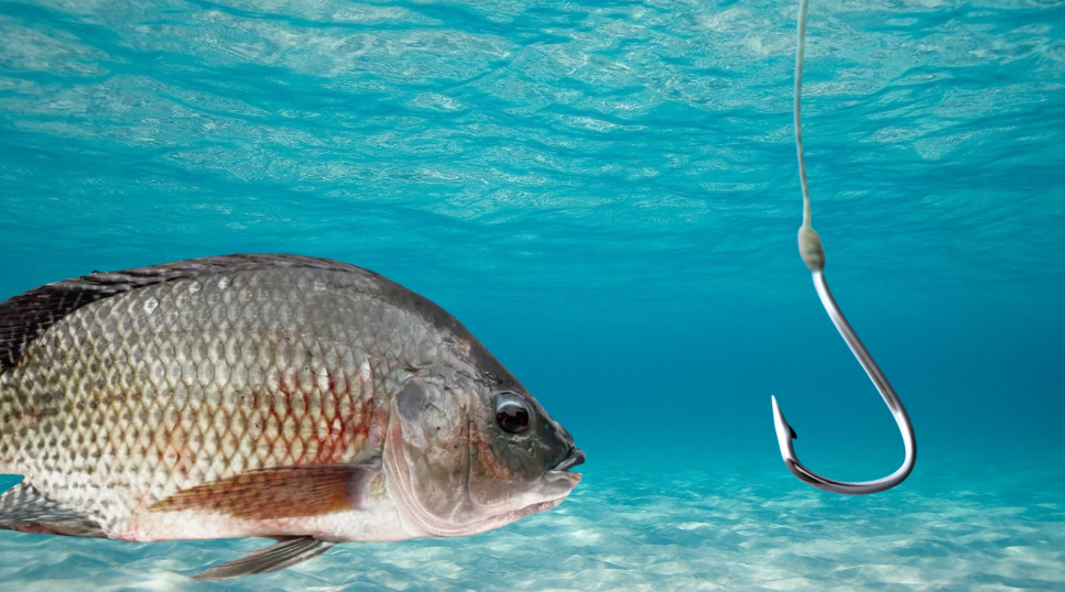 Fish Growing Tired of Hook Culture 