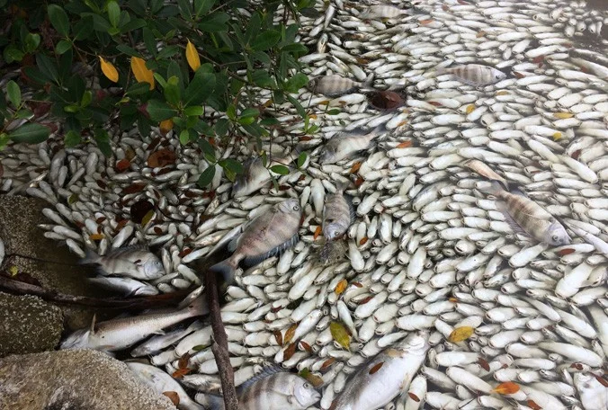 Banana River Fish Kill 2016