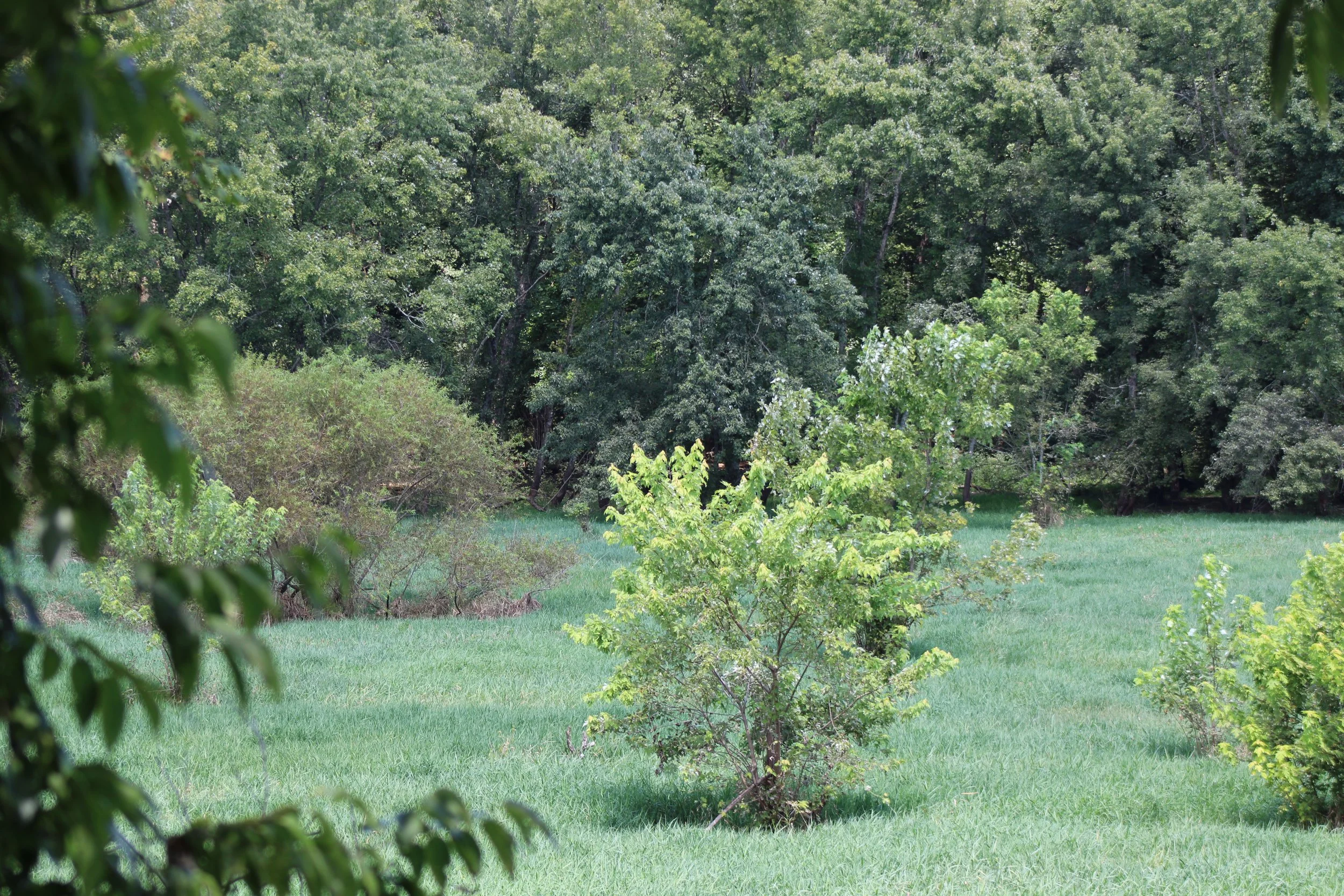 IMG_5231.JPG