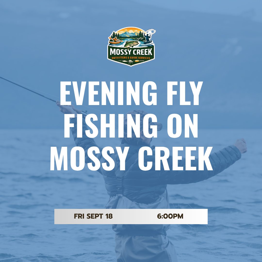Evening Fly Fishing on Mossy Creek