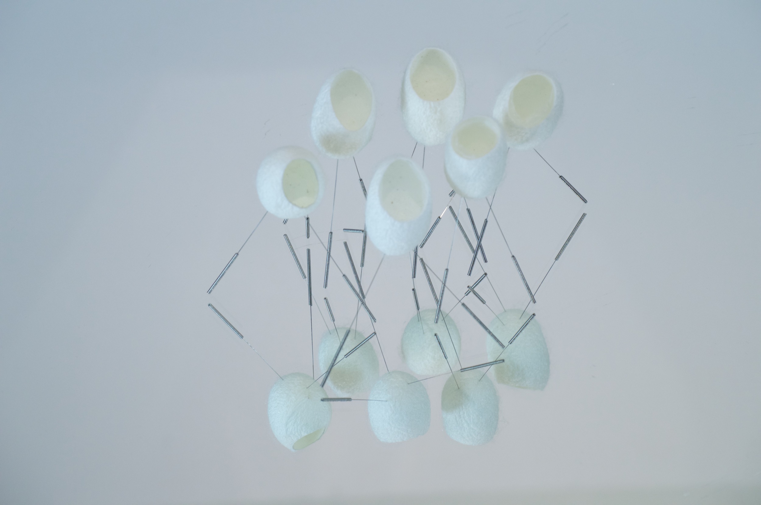 Silk worm cocoon assemblage
