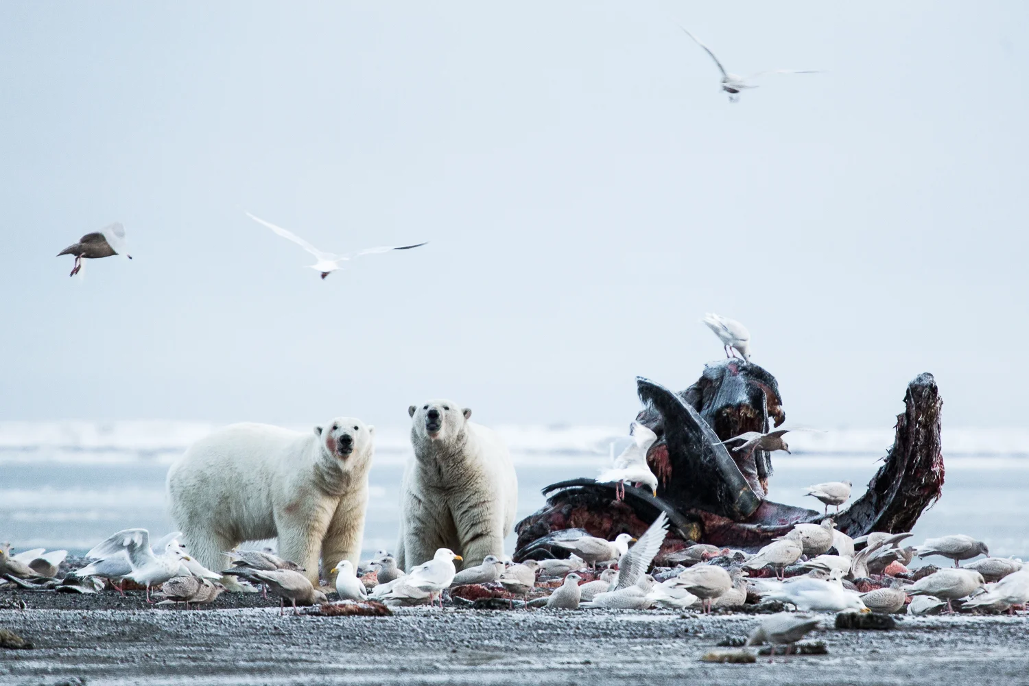 wild-8348.jpg