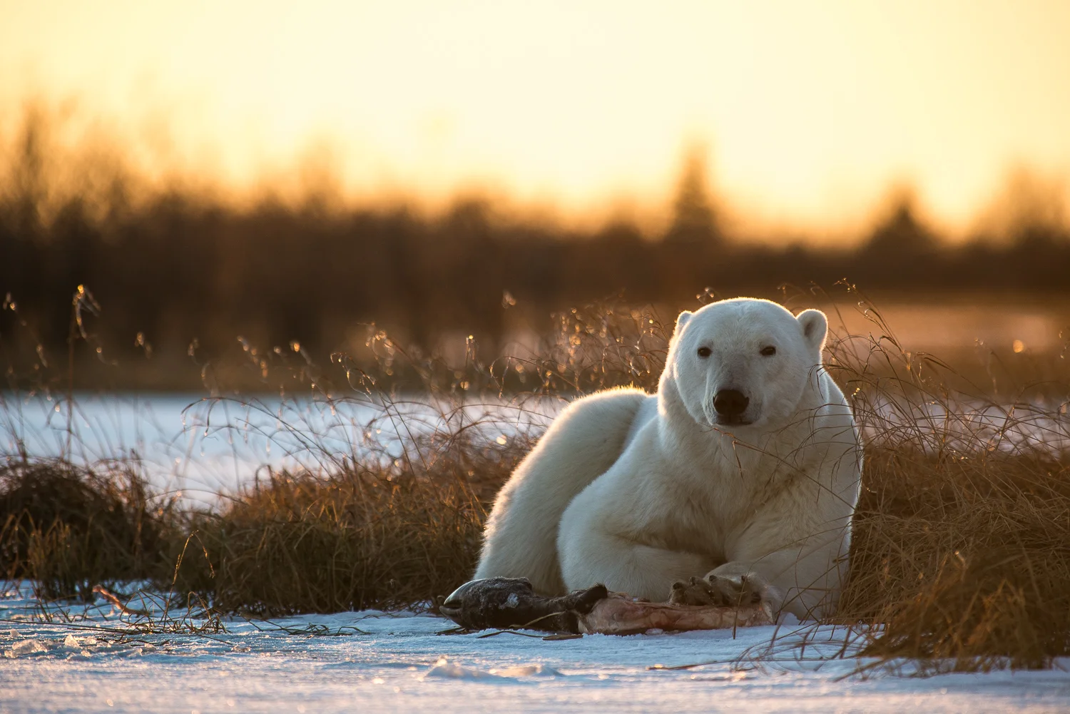 wild-2224.jpg