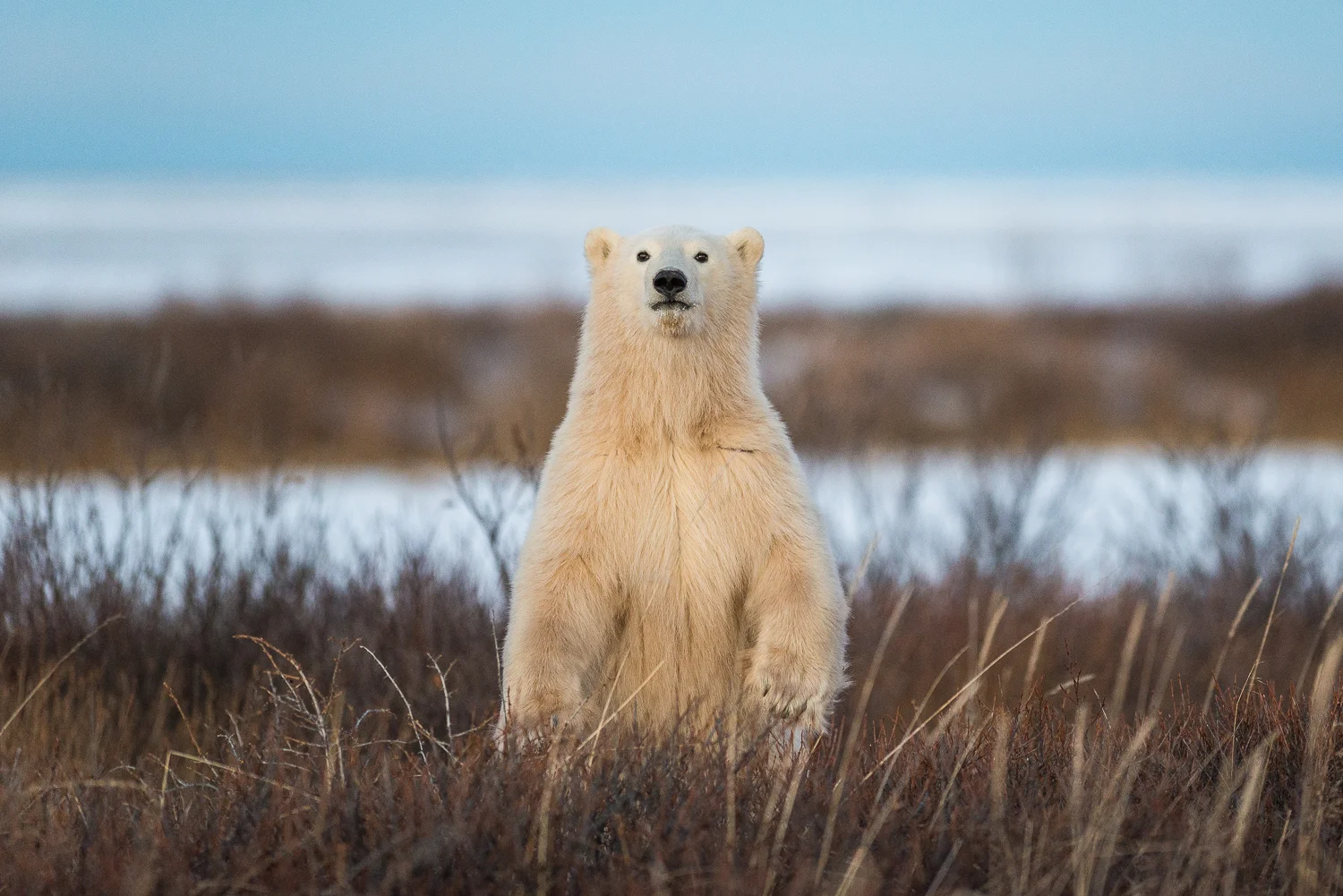 wild-2433.jpg
