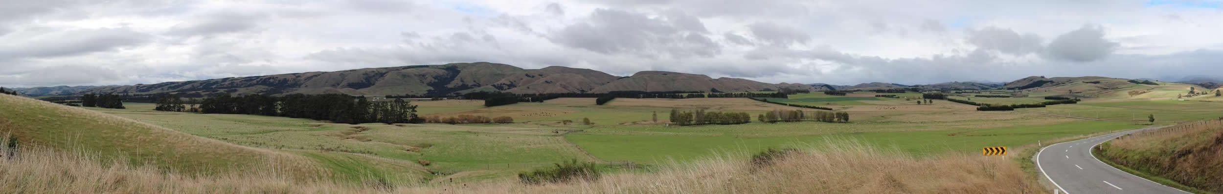 New Zealand sheep
