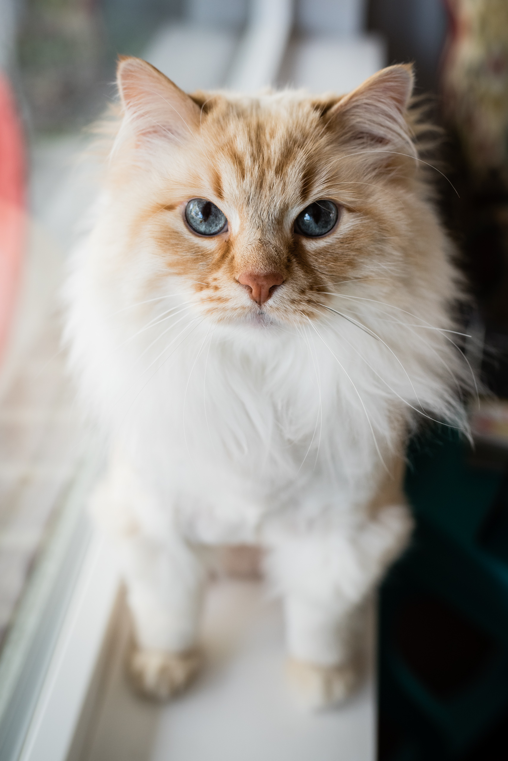 Collins- Waiting for Baby Session-8669.jpg