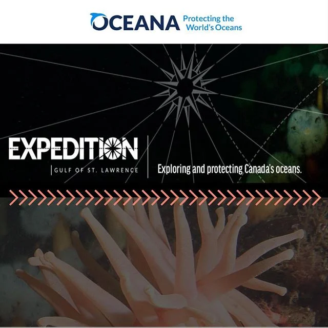 Don't miss your chance to get a rare glimpse of life on the sea floor in the Gulf of St. Lawrence! @oceana_canada is now live streaming their expedition as they use ROPOS to gather samples from the water column and the bottom. Link is in the bio! .
.