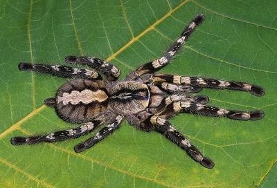 poecilotheria regalis , taken from: https://jurassicpetsupplies.com/products/poecilotheria-regalis-indian-ornamental-12