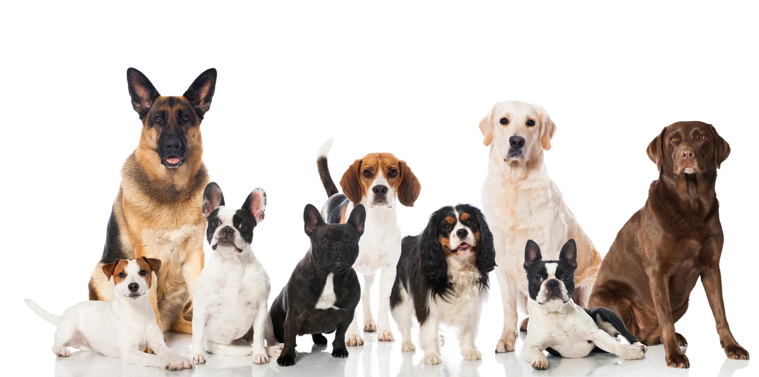 dogs-shutterstock_166118456.jpg