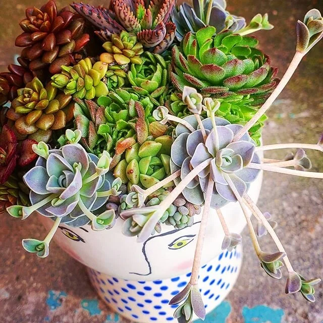 The cornavirus may have put a stop to a lot of things, but it can't stop Spring from coming!!!
.
.
.
#sandiego #centralcoast #northpark #downtown #pointloma #lajolla #pacificbeach #oceanbeach #hillcrest #lamesa #santee #lakeside #chulavista #coronado
