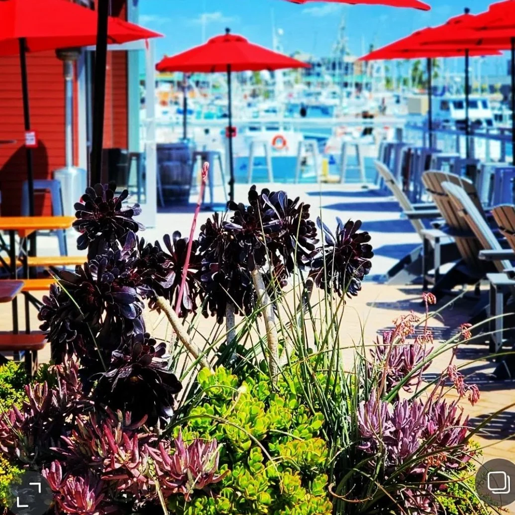 IMG_20240503_190432_219 Cynthia Chamberlin.jpg