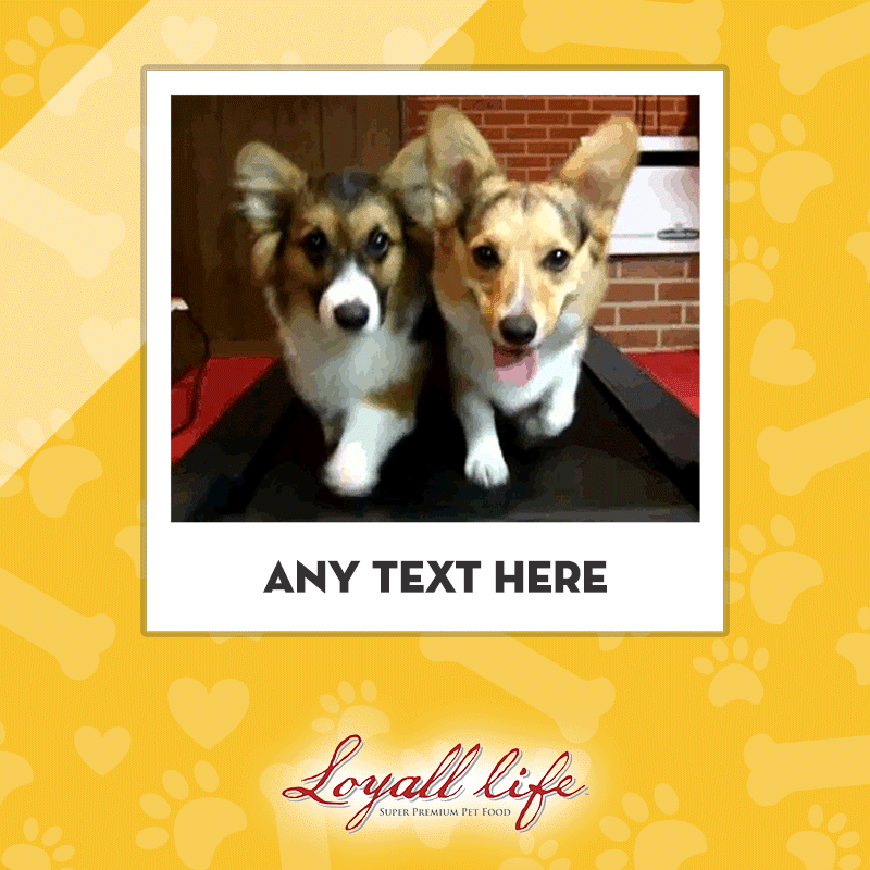 Corgis-Running.gif