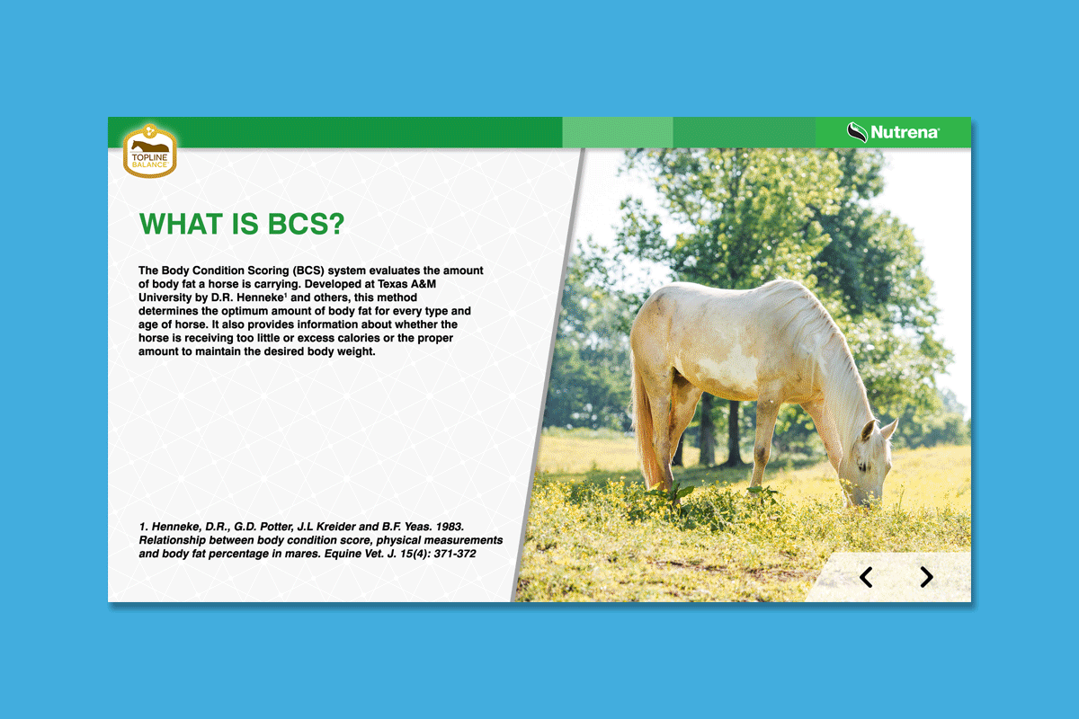 Client : Nutrena® Horse Feed Project : Touchscreen animated training presentation Details : Body Condition Scores