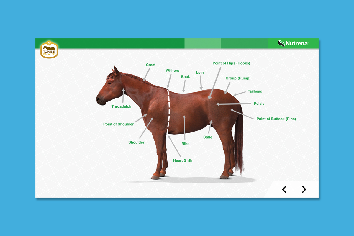 Client : Nutrena® Horse Feed Project : Touchscreen animated training presentation Details : About This Training