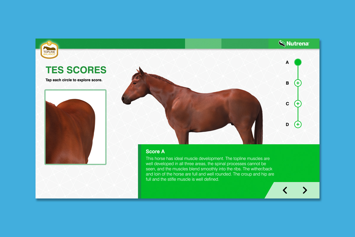 Client : Nutrena® Horse Feed Project : Touchscreen animated training presentation Details : Evaluating TES