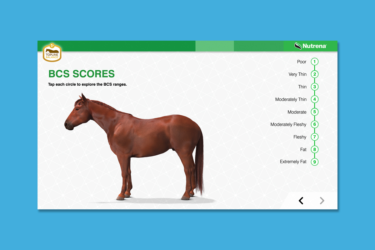 Client : Nutrena® Horse Feed Project : Touchscreen animated training presentation Details : Body Condition Scores