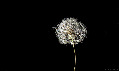 Dandelion 1.gif