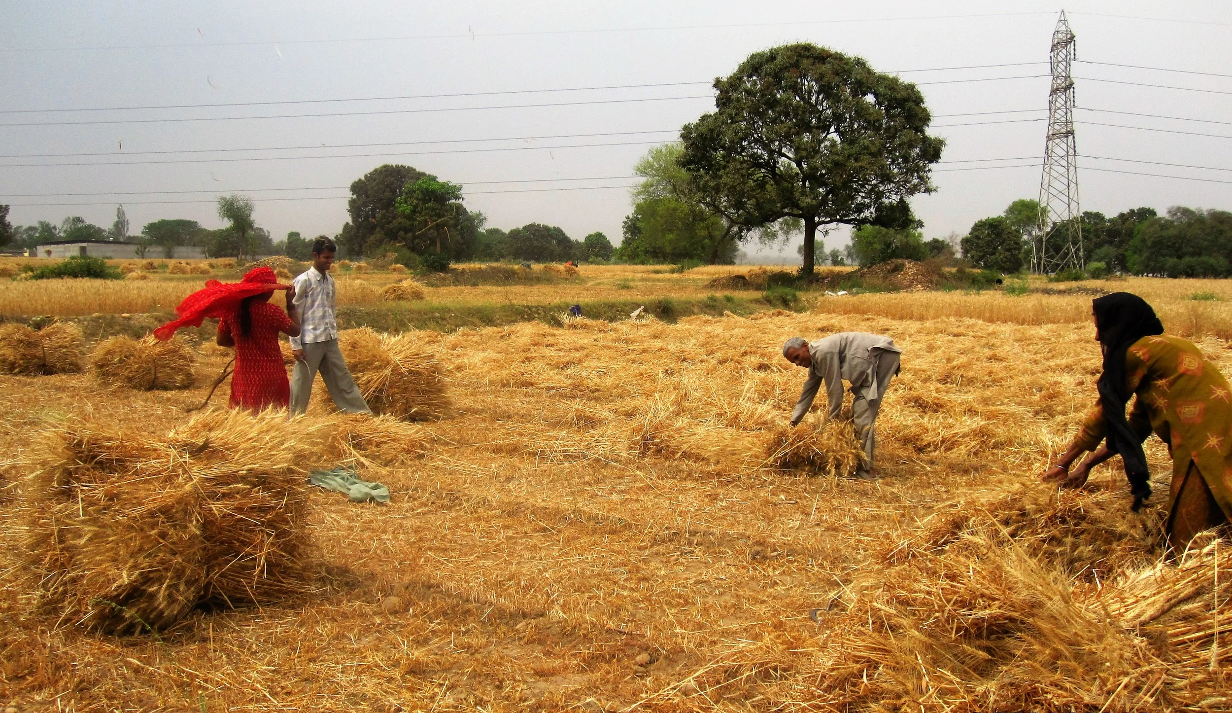 O Jatta Aayee Vaisakhi…