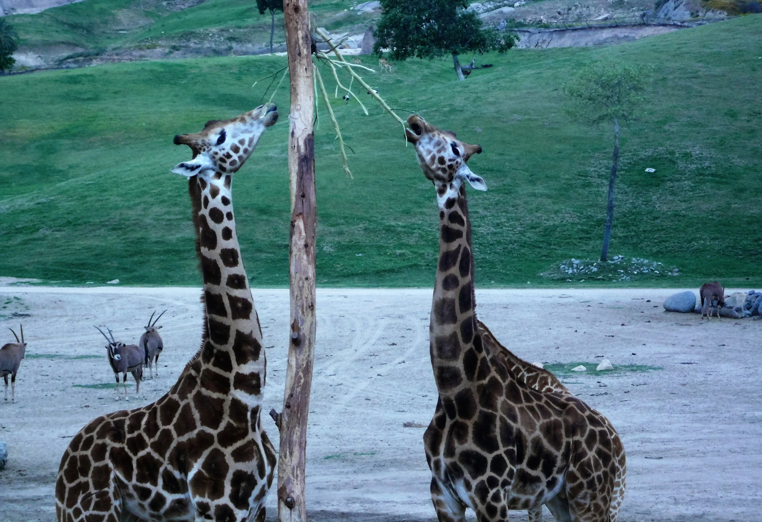 Why Do Giraffes Have Long Necks?