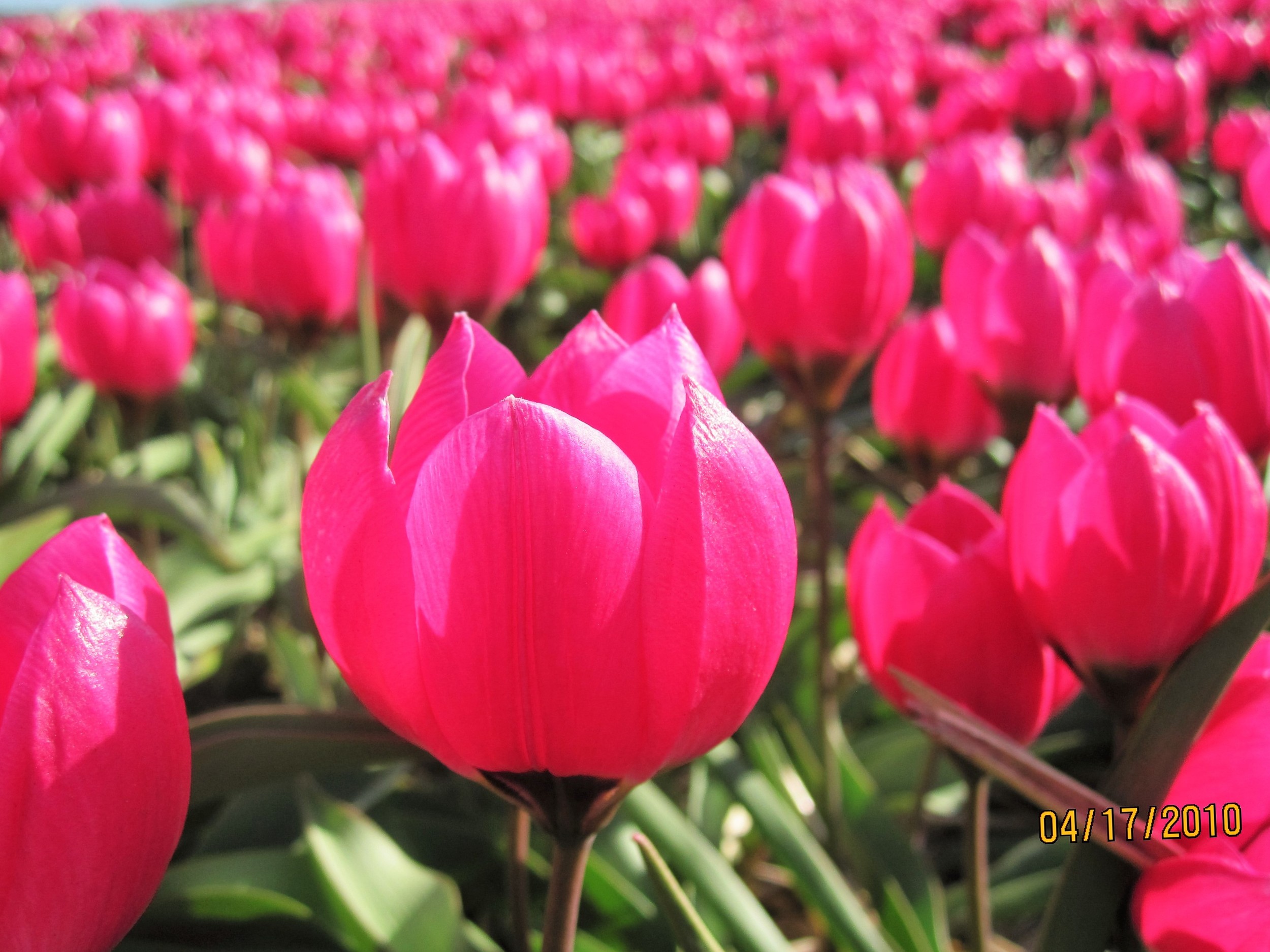 Tulip Mania Beyond Holland