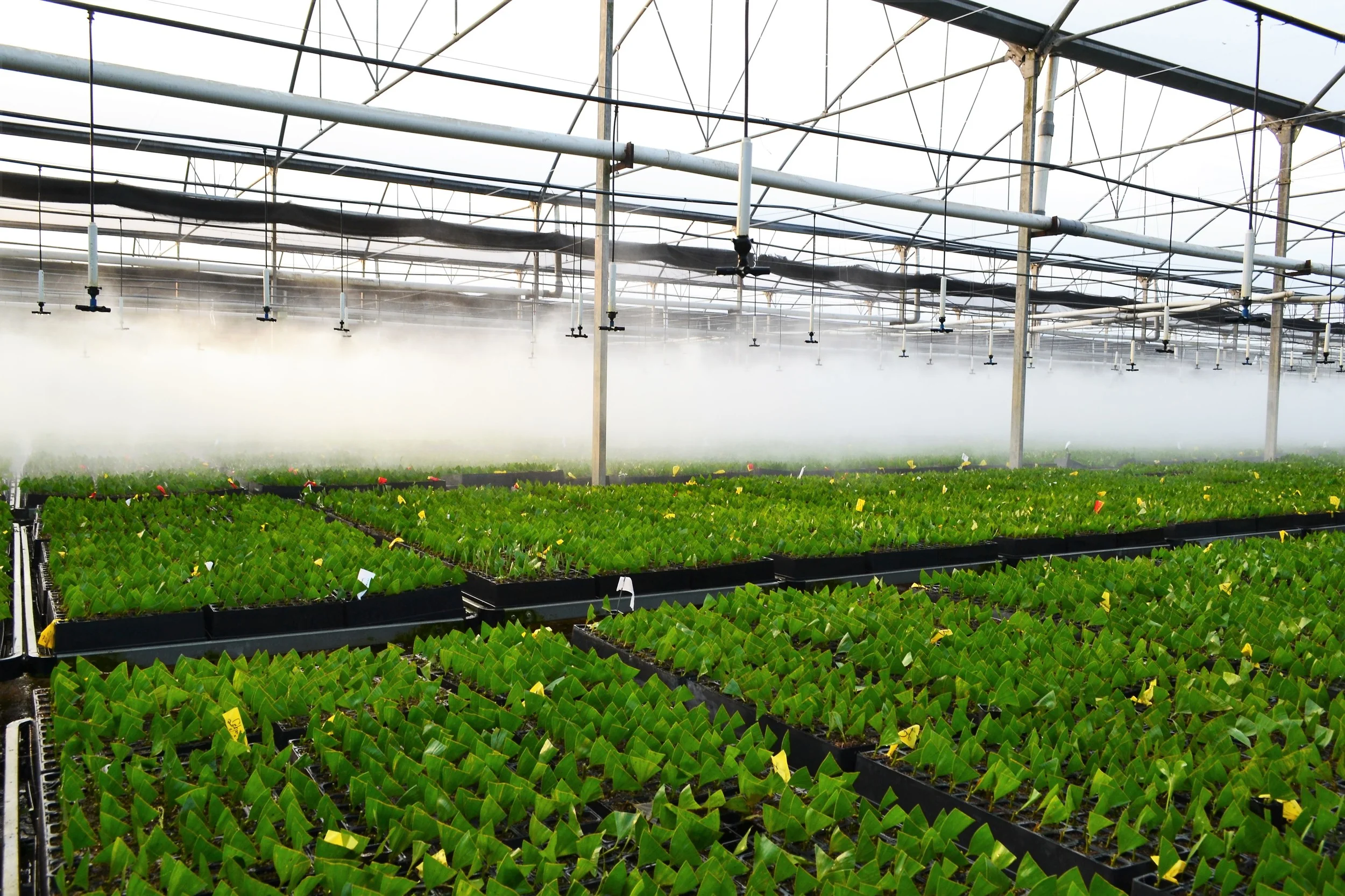 Palm-Tree-Nursery-Tanoto-Jakarta -Indonesia-Raj-Bharti.JPG