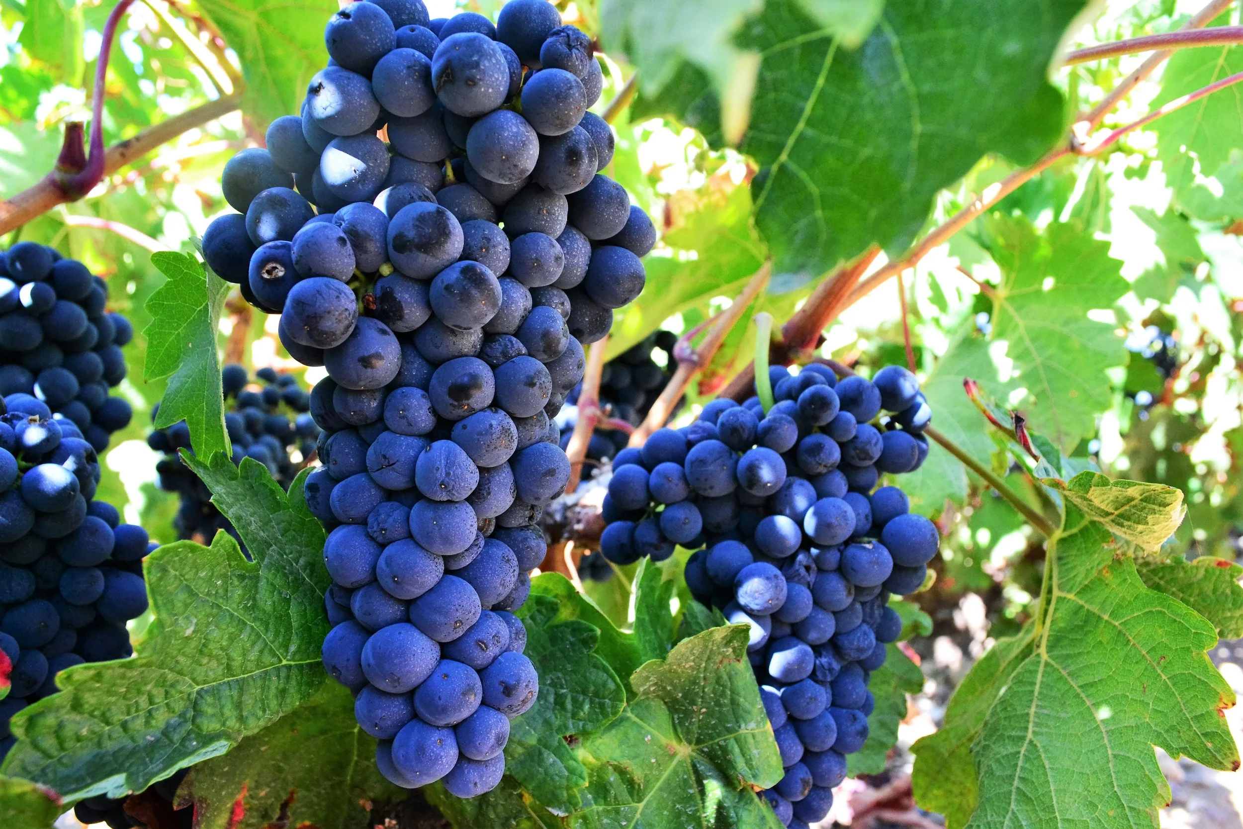 Madrid-Winery-Spain- Vines-Grapes-Raj-Bharti.JPG