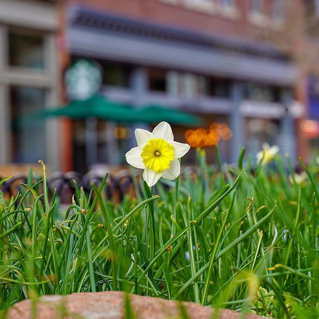 Spring is here, but get it while you can! We hear that Pearl Street Mall might look verrry different tomorrow. 😉 Thanks to @n.e.w.v.i.e.w for this fun capture! #snowiscoming #PLAYboulder