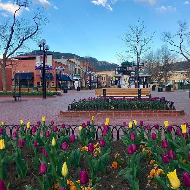 Have you been to Pearl Street Mall lately? The tulips are AHHH-mazing! 🌷🌷🌷 Thanks to @loriaa4 for this gorgeous photo. #PLAYboulder