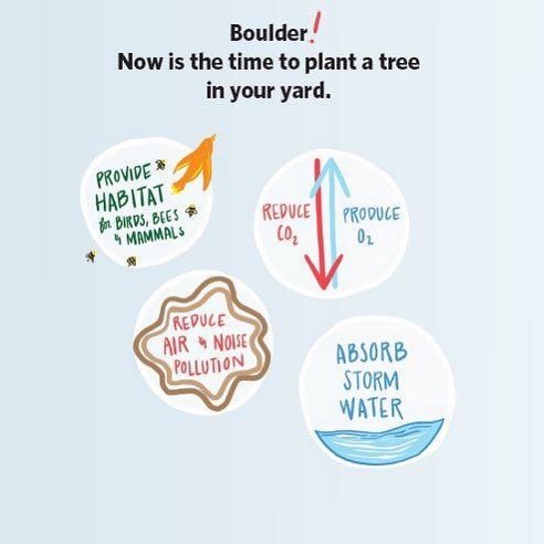 There are still discounted trees available through the city sale! Get yours today! Http://bouldercolorado.gov/forestry/tree-sale #treetrust
