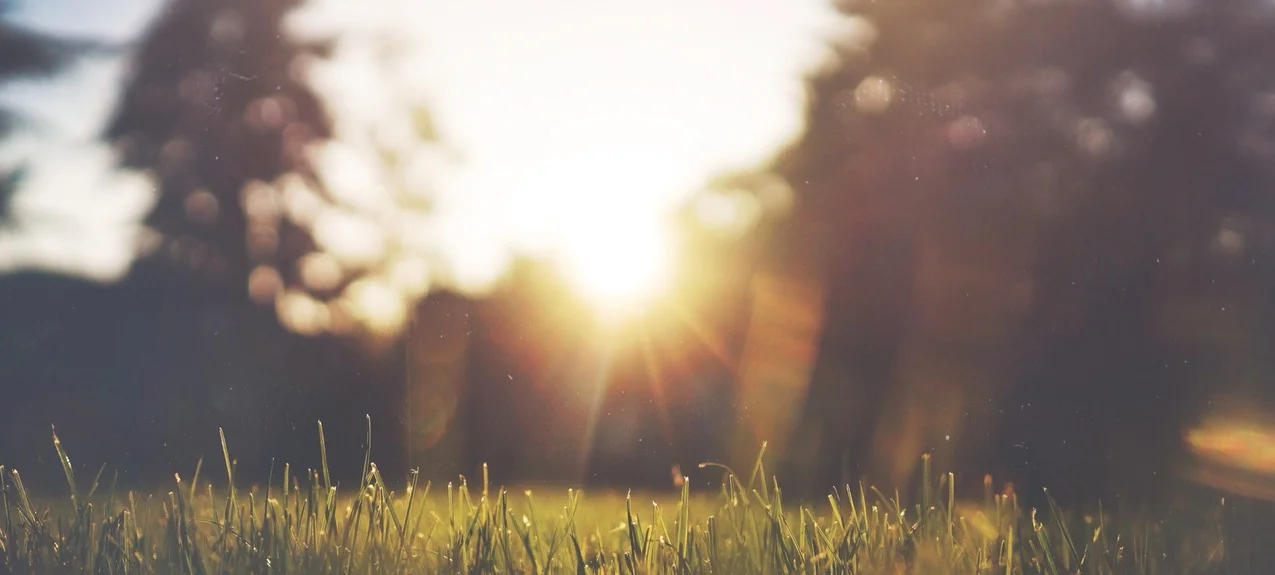 light shining through grass.jpeg