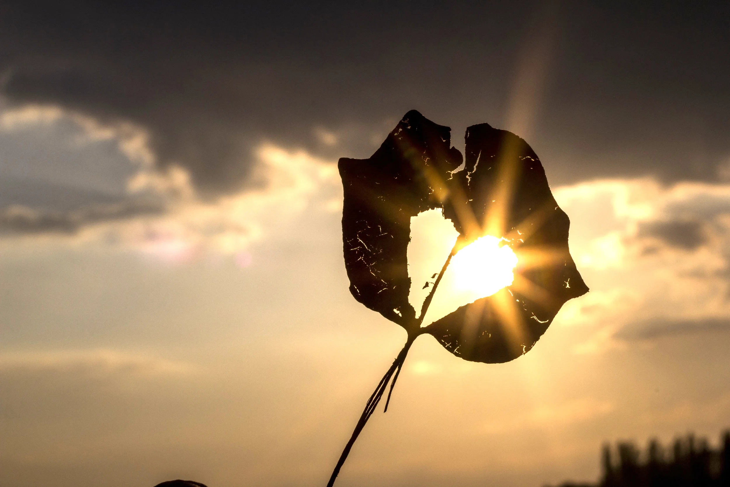 ED? Broken heart?.jpeg