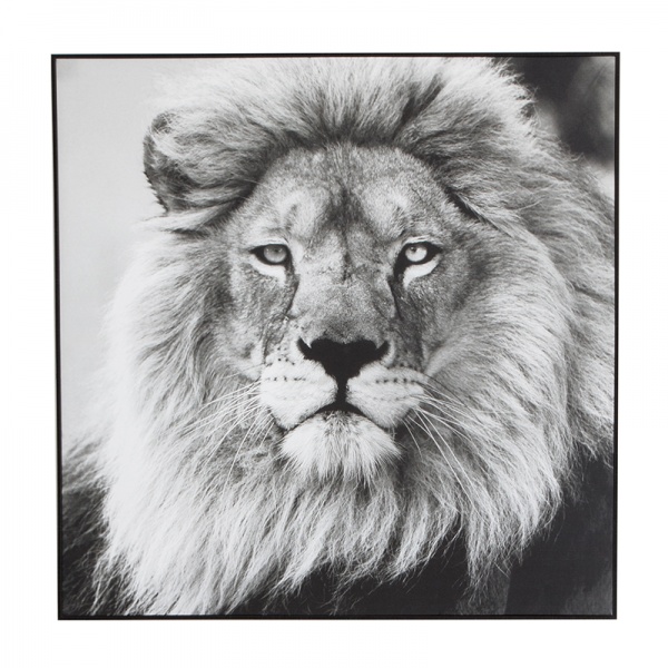 bl0116381-black-lion-canvas-120x120-web.jpg