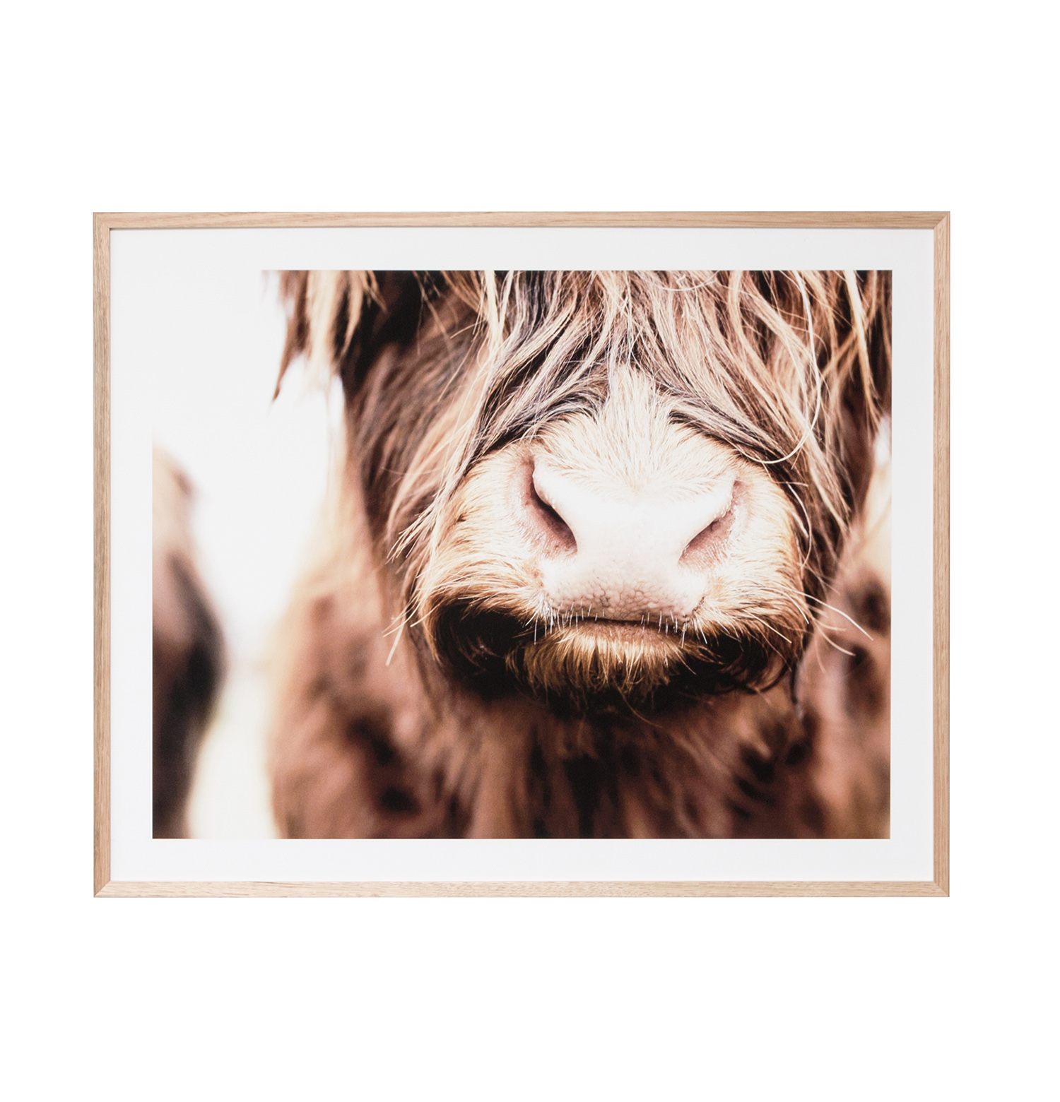 WEBHIGHLAND_COW_EPXHIGCOW_HIGH_RES.jpg