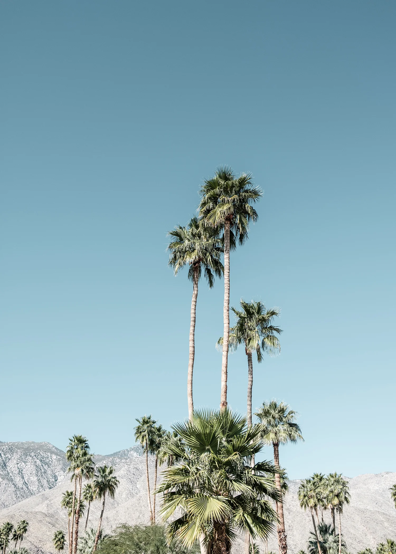 modernism_week_palm_trees_springs_ZIDS4650.jpg