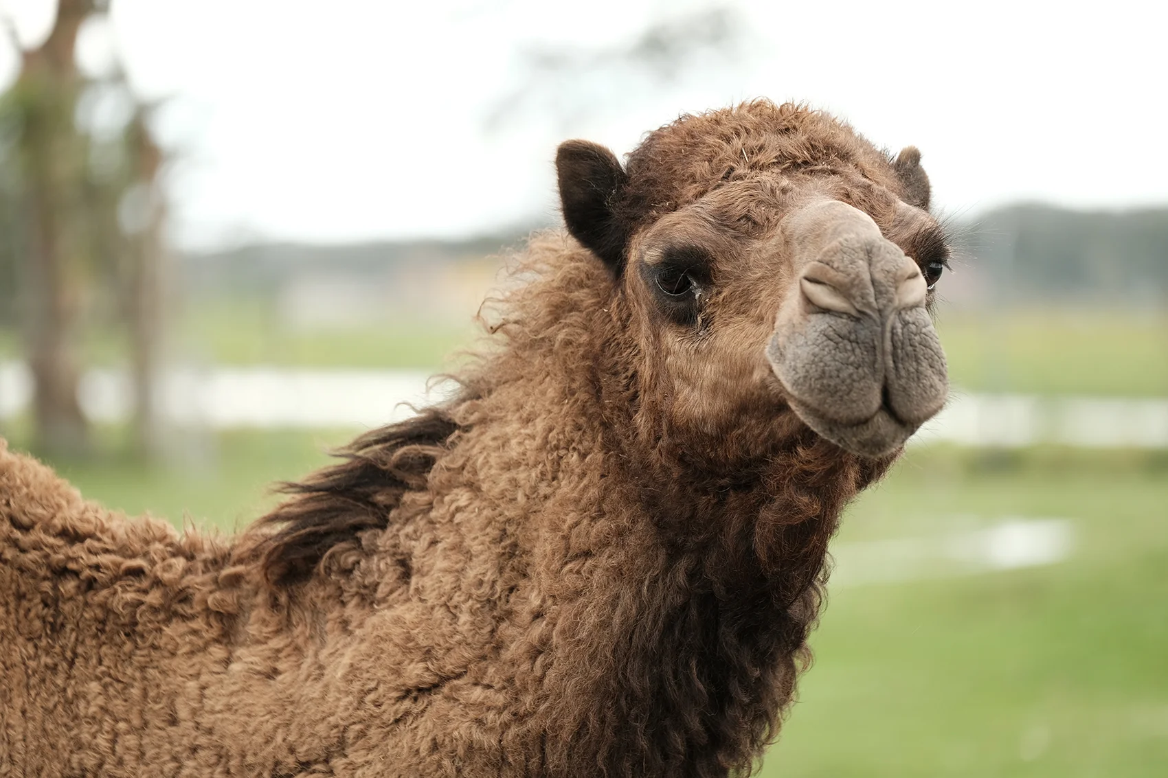 camel.jpg