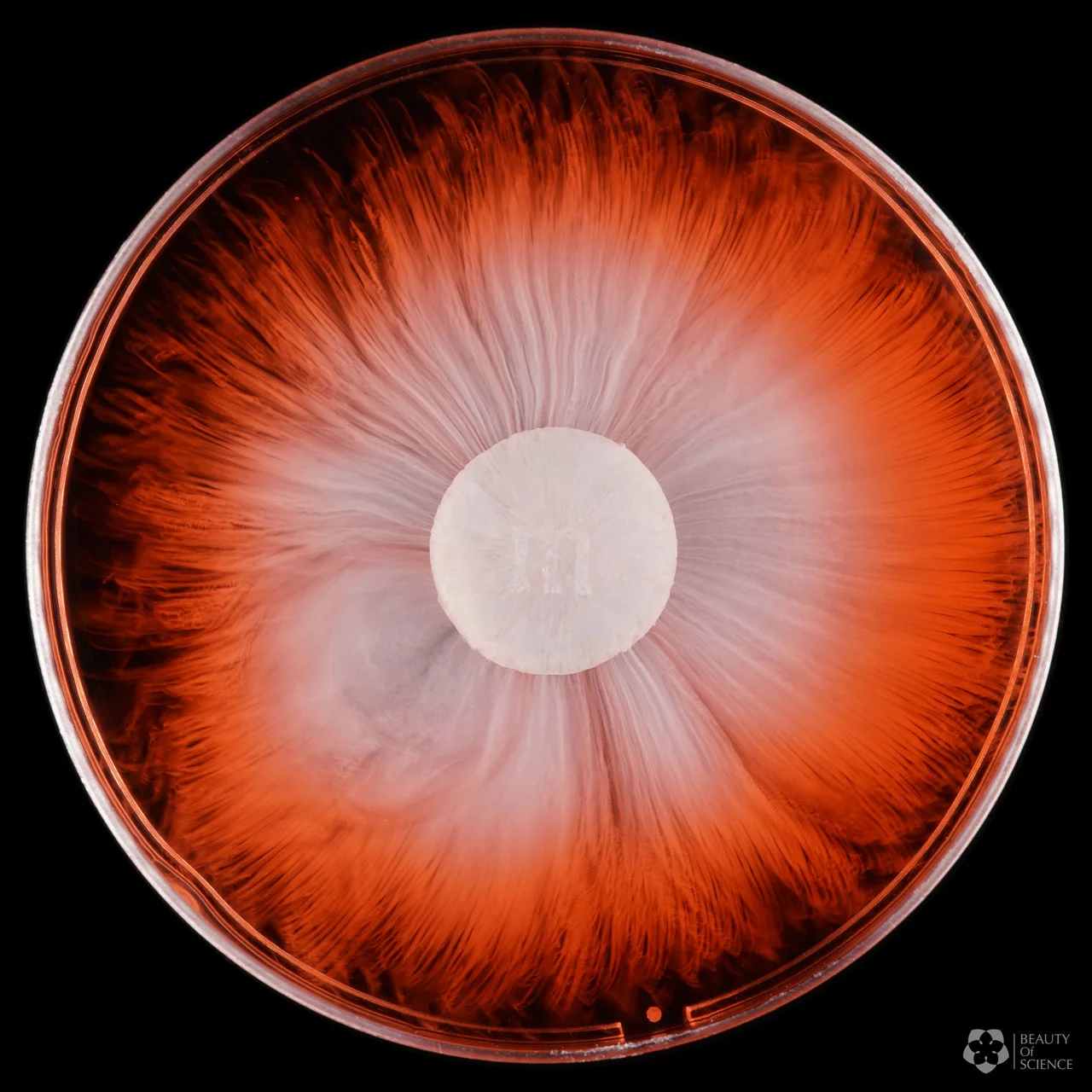 How Does M M Dissolve In Water Beauty Of Science how does m m dissolve in water