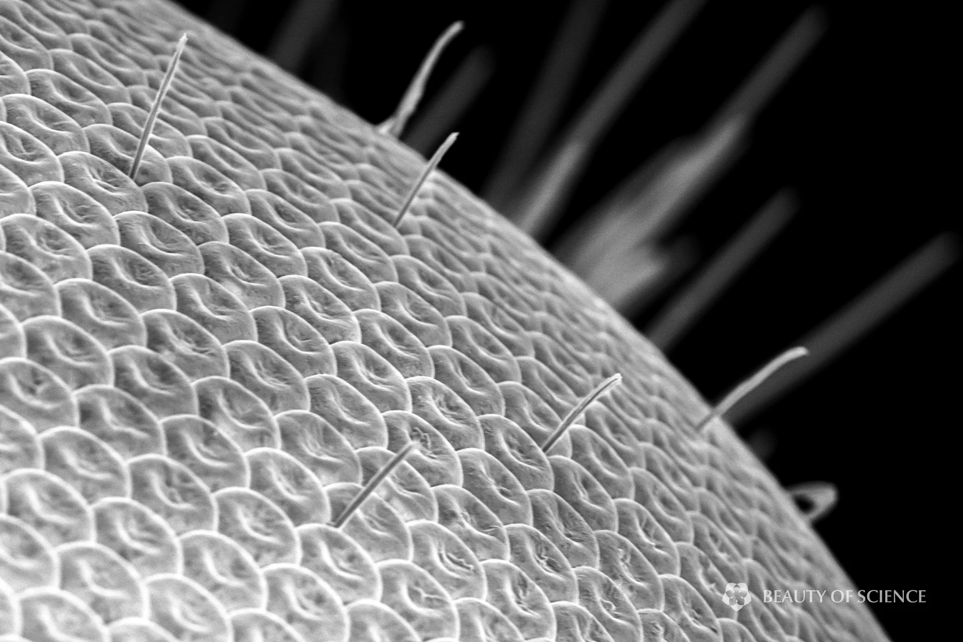 Eye, 850X