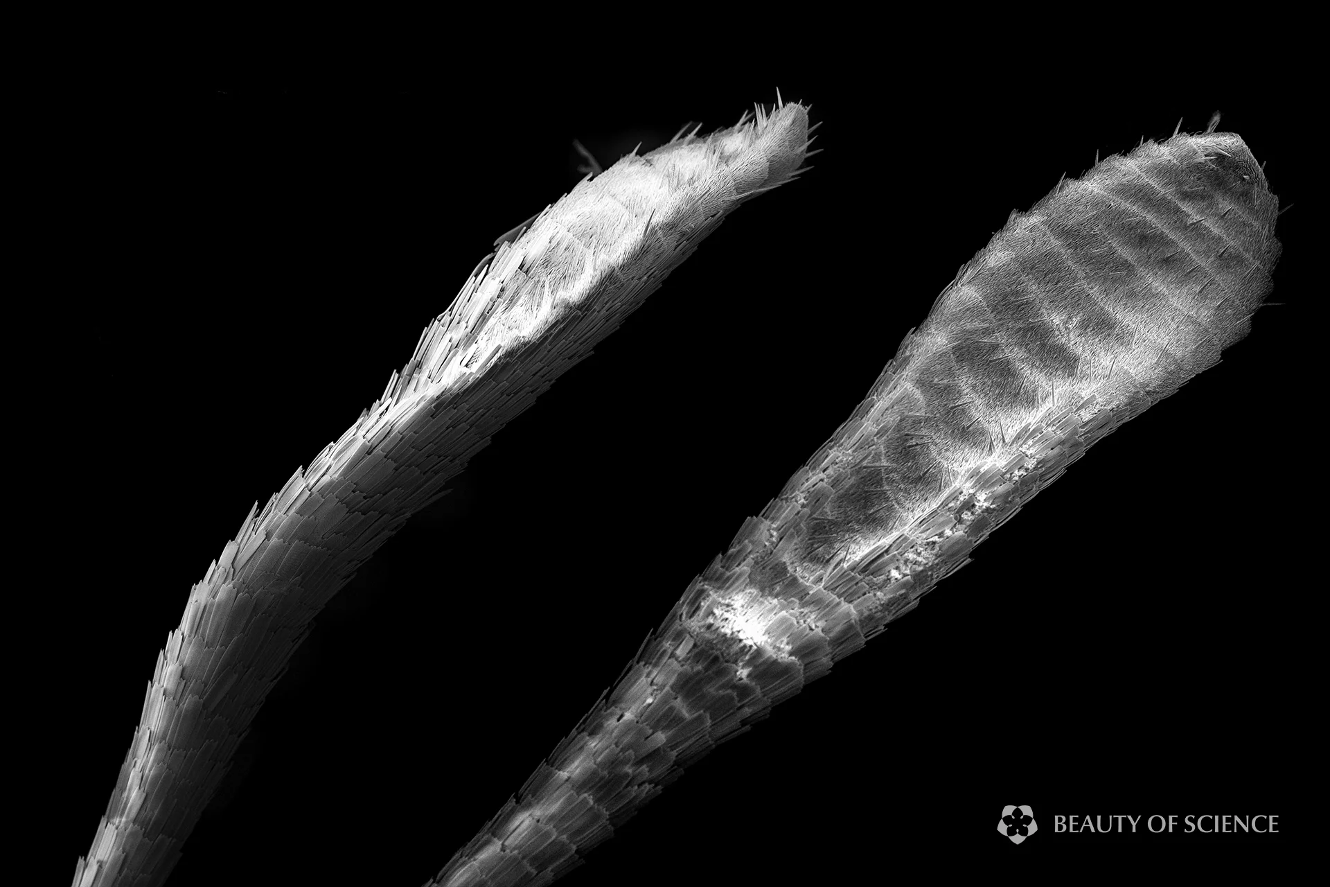 Antennae, 85X