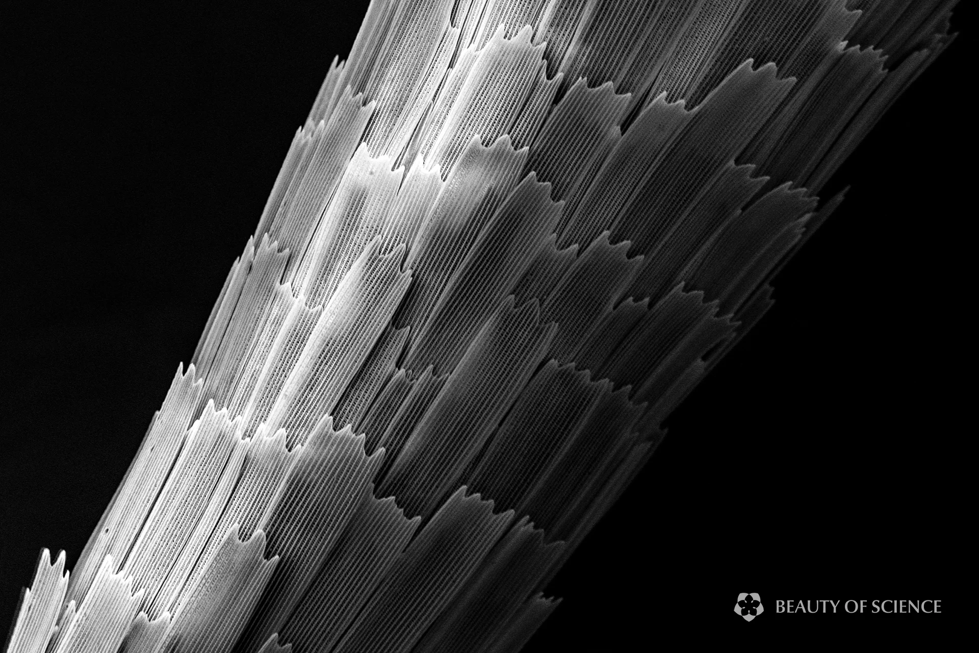 Antenna, 500X