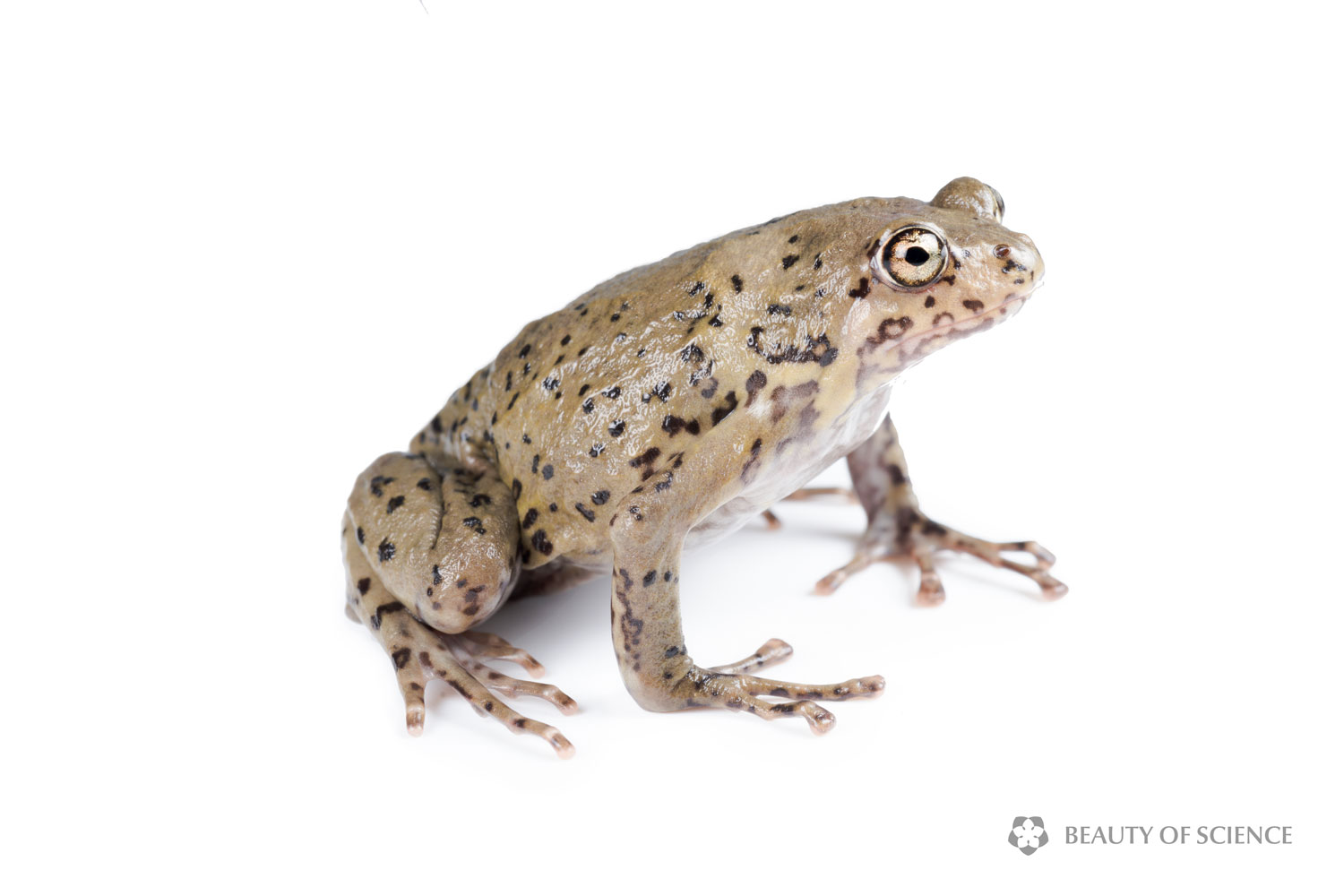 sichuan-narrow-mouthed-frog-white-01.jpg