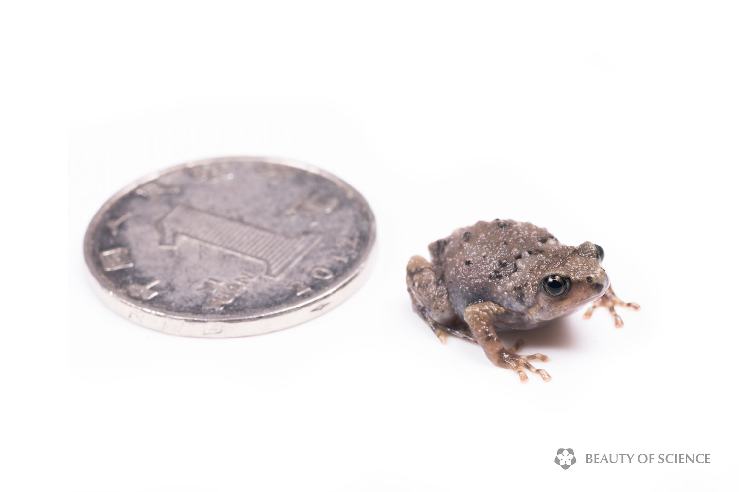  A young Sichuan narrow-mouthed frog is smaller than a coin with a diameter of 25 mm. 