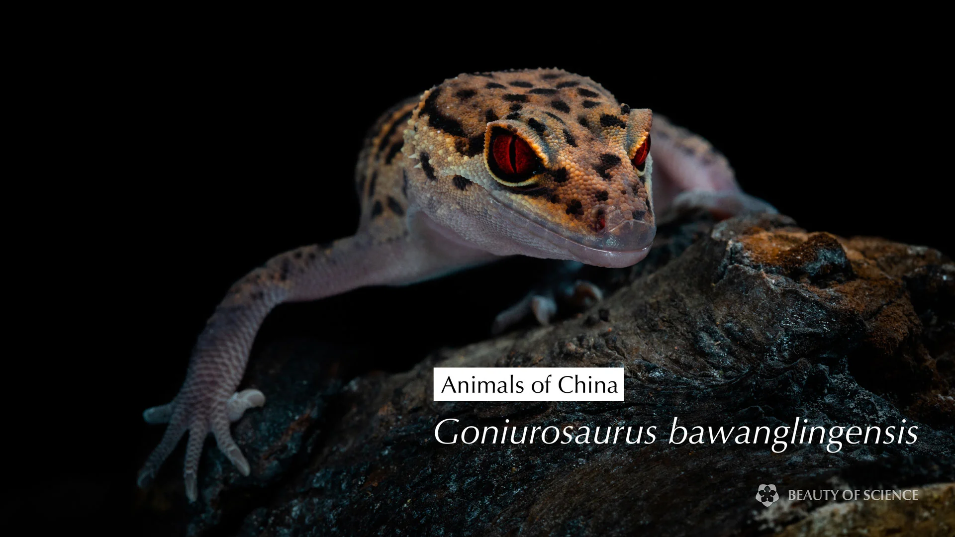 Cover-bawanglingensis.jpg