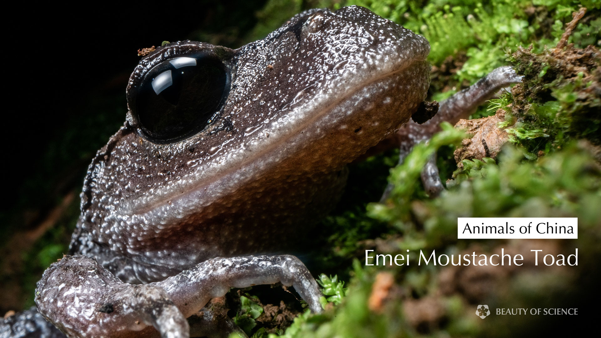 Cover-emei-moustache-toad.jpg