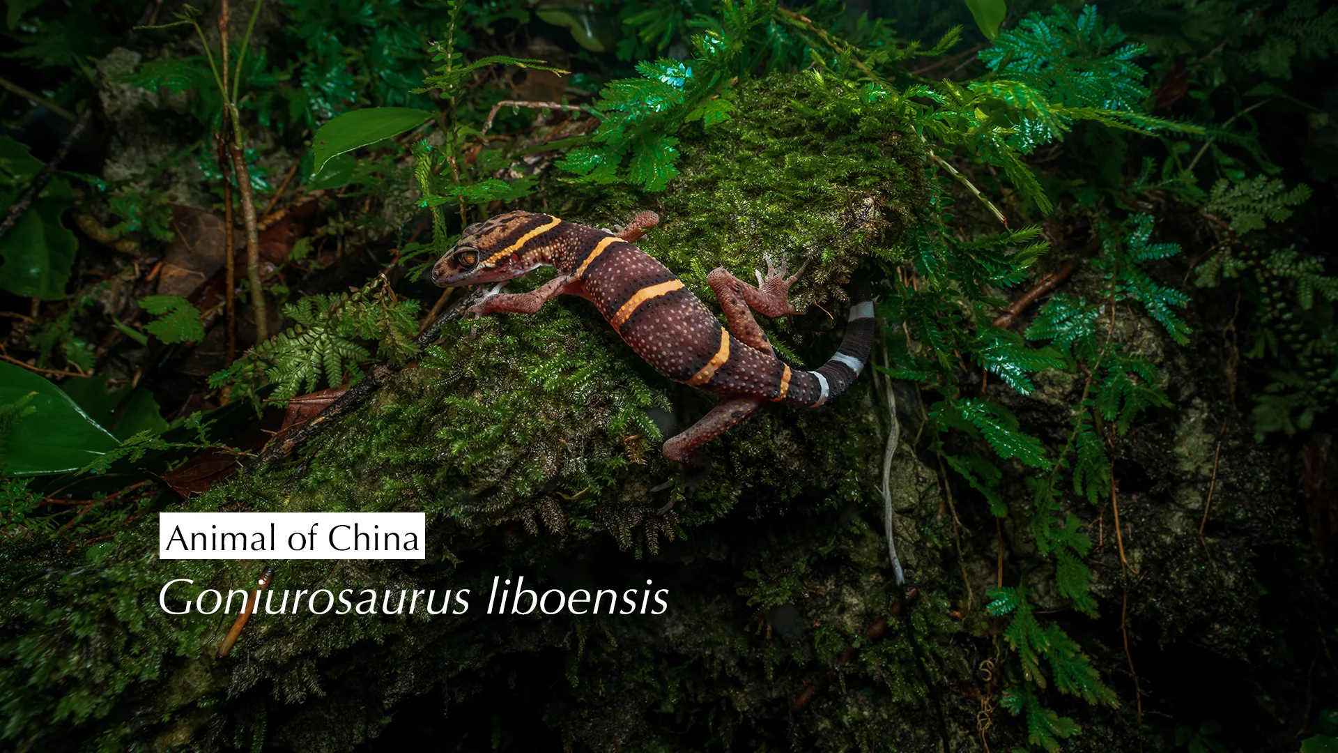 Goniurosaurus liboensis.jpg