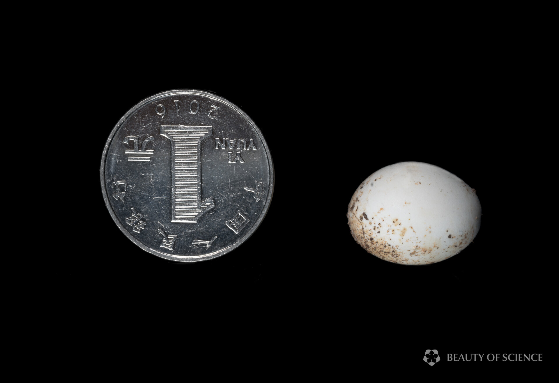  The egg is smaller than a coin with a diameter of 25 mm. 