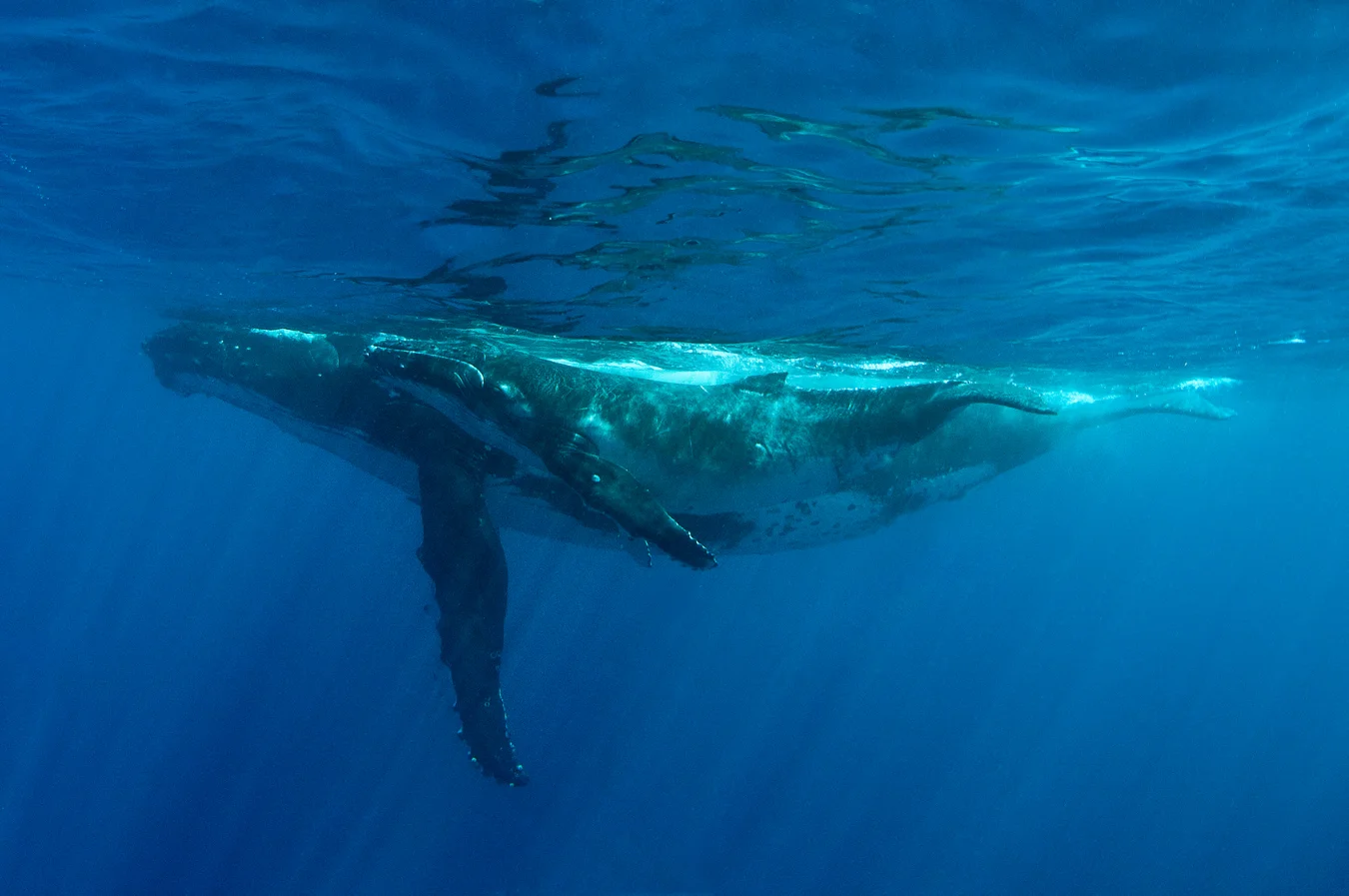 Mother and Calf.jpg